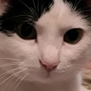 Meet your Posher, Lilly